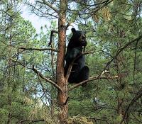 Bearly There